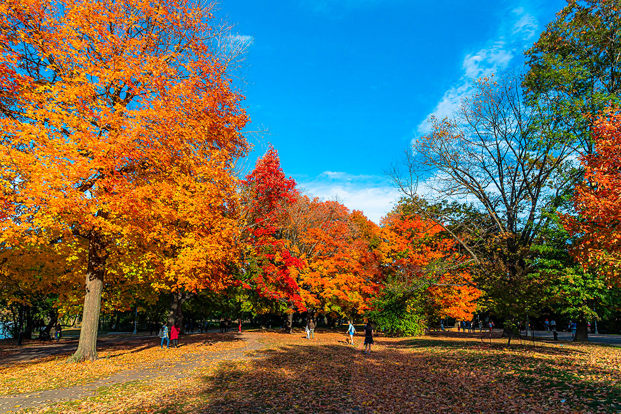 Brooklyn's parks: diverse and dynamic green spaces